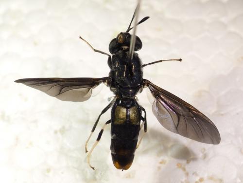 Hermetia illucens